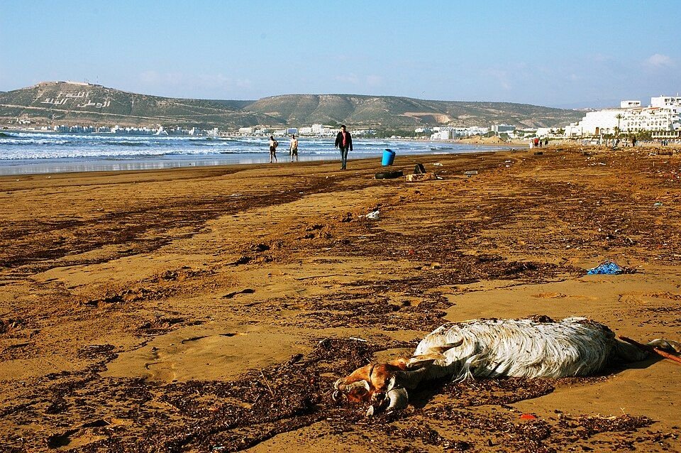 Agadir Atlantic beach on a long Morocco circuit
